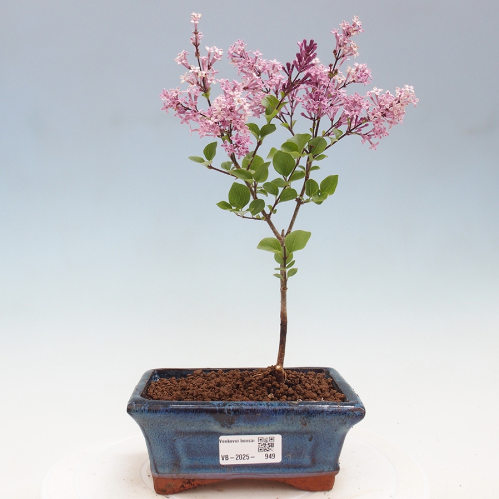Venkovní bonsai - Syringa Meyeri Palibin - Šeřík Meyerův