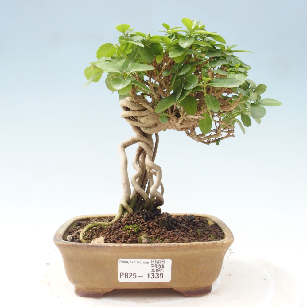 Pokojová bonsai - Premna serratifolia  - Kozlovoň malolistá