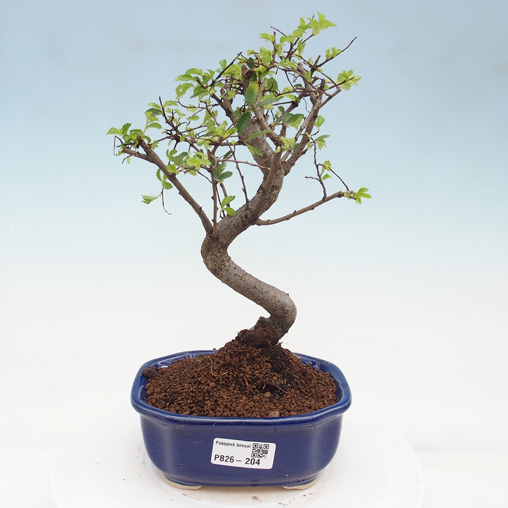 Pokojová bonsai - Ulmus parvifolia - Malolistý jilm