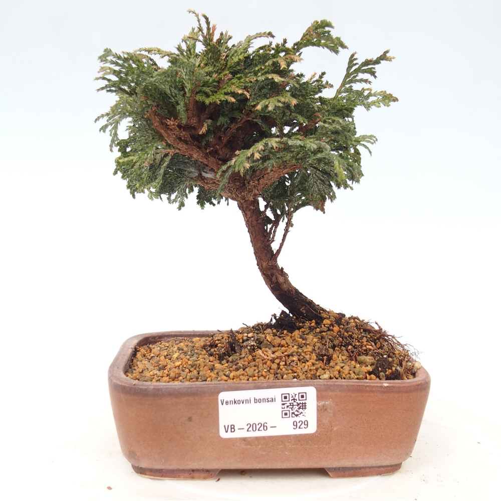 Venkovní bonsai - Cham.pis Parslori - Cypřišek