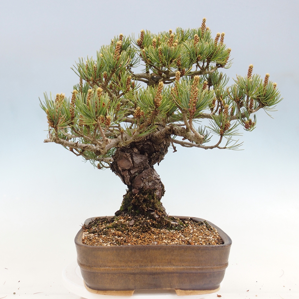 Venkovní bonsai - Pinus parviflora - Borovice drobnokvětá