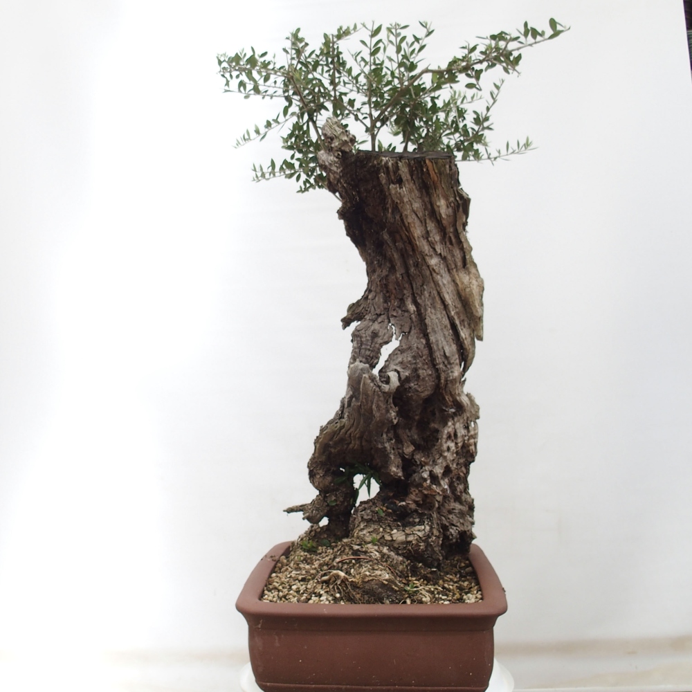 Pokojová bonsai - Olea europaea sylvestris -Oliva evropská drobnolistá