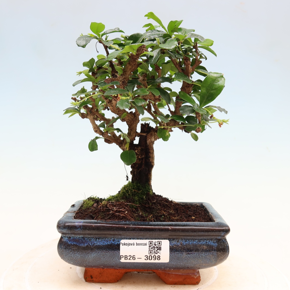 Pokojová bonsai - Carmona macrophylla - Čaj fuki
