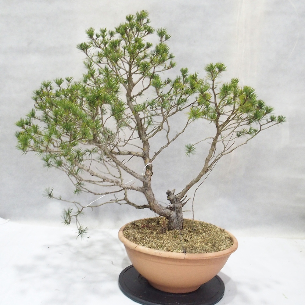 Yamadori - Pinus sylvestris 
