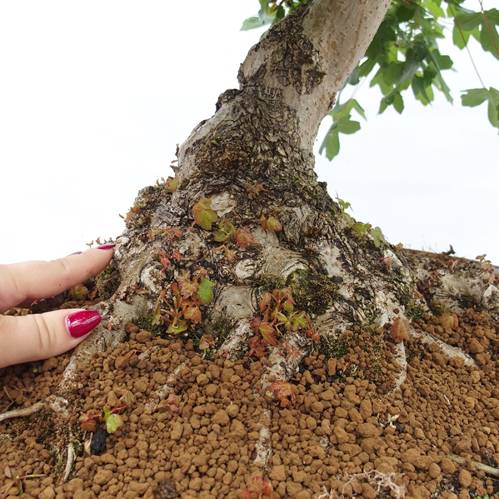 Venkovní bonsai - Javor Francouzský - Acer Nonspessulanum