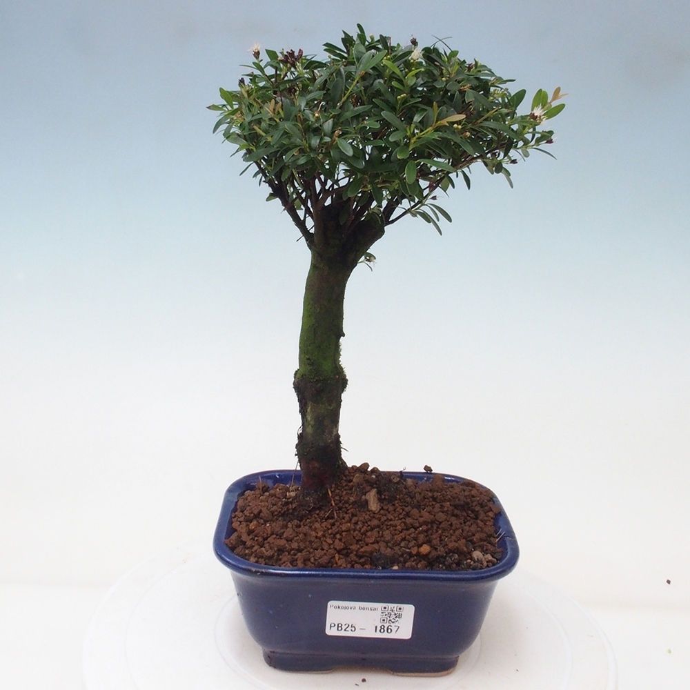 Pokojová bonsai - Syzygium - Pimentovník