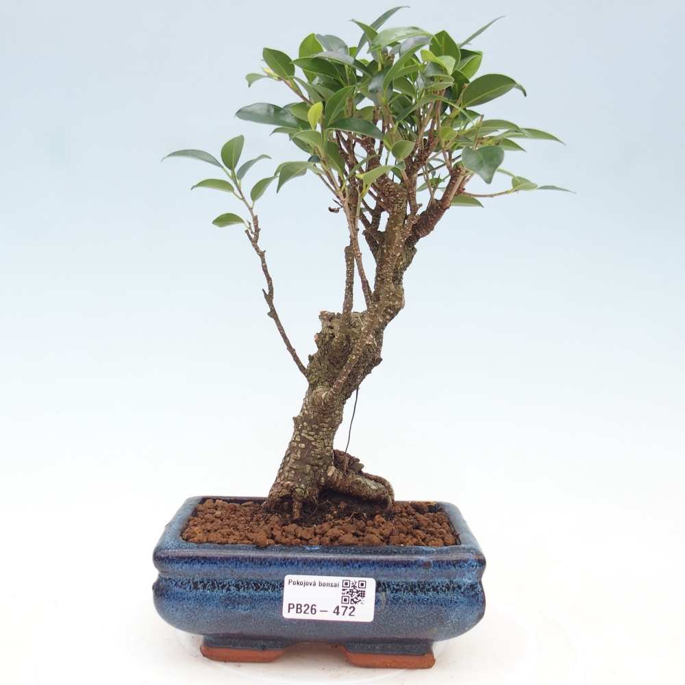 Pokojová bonsai - Ficus retusa -  malolistý fíkus