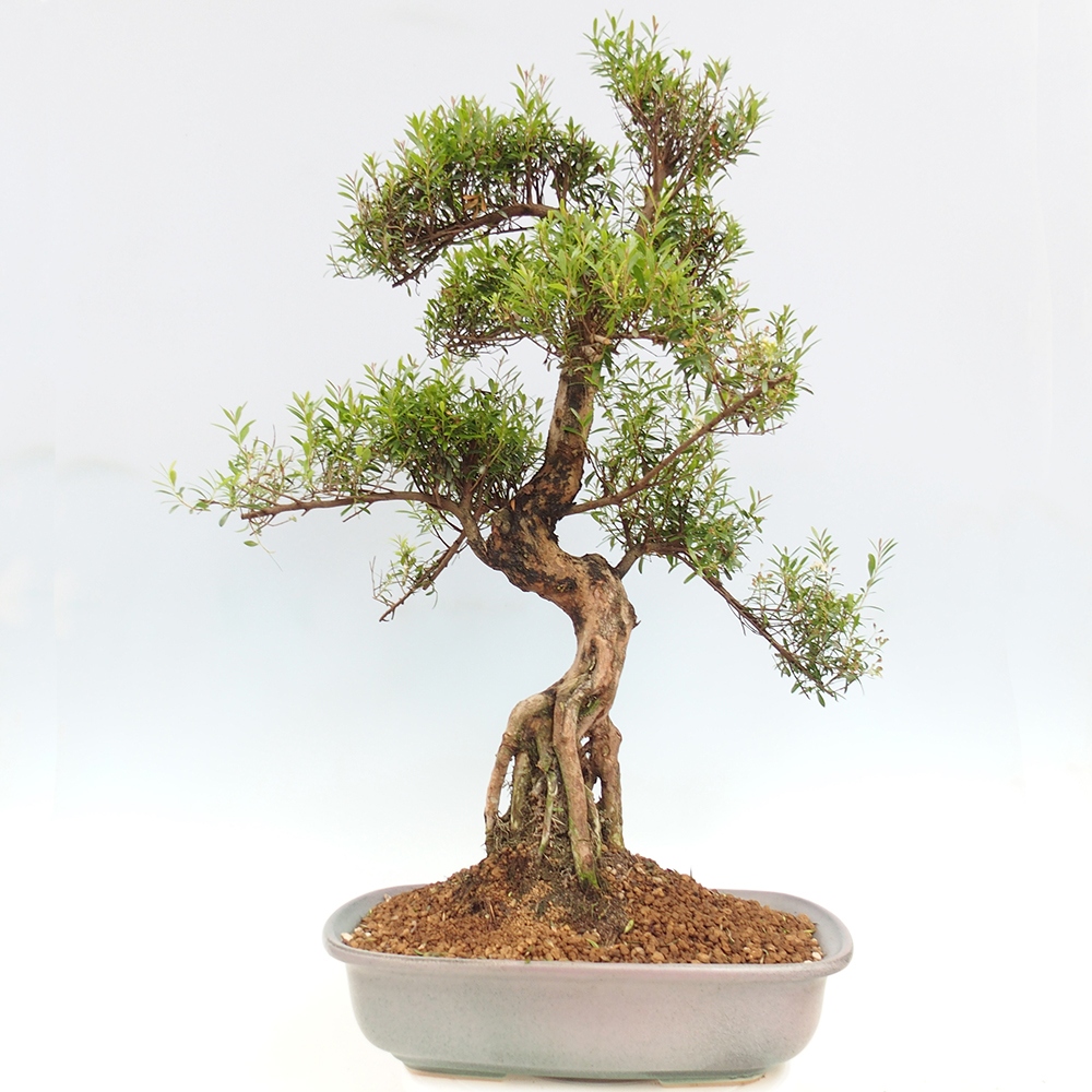 Pokojová bonsai - Syzygium - Pimentovník - POUZE OSOBNÍ ODBĚR nebo paletová přeprava