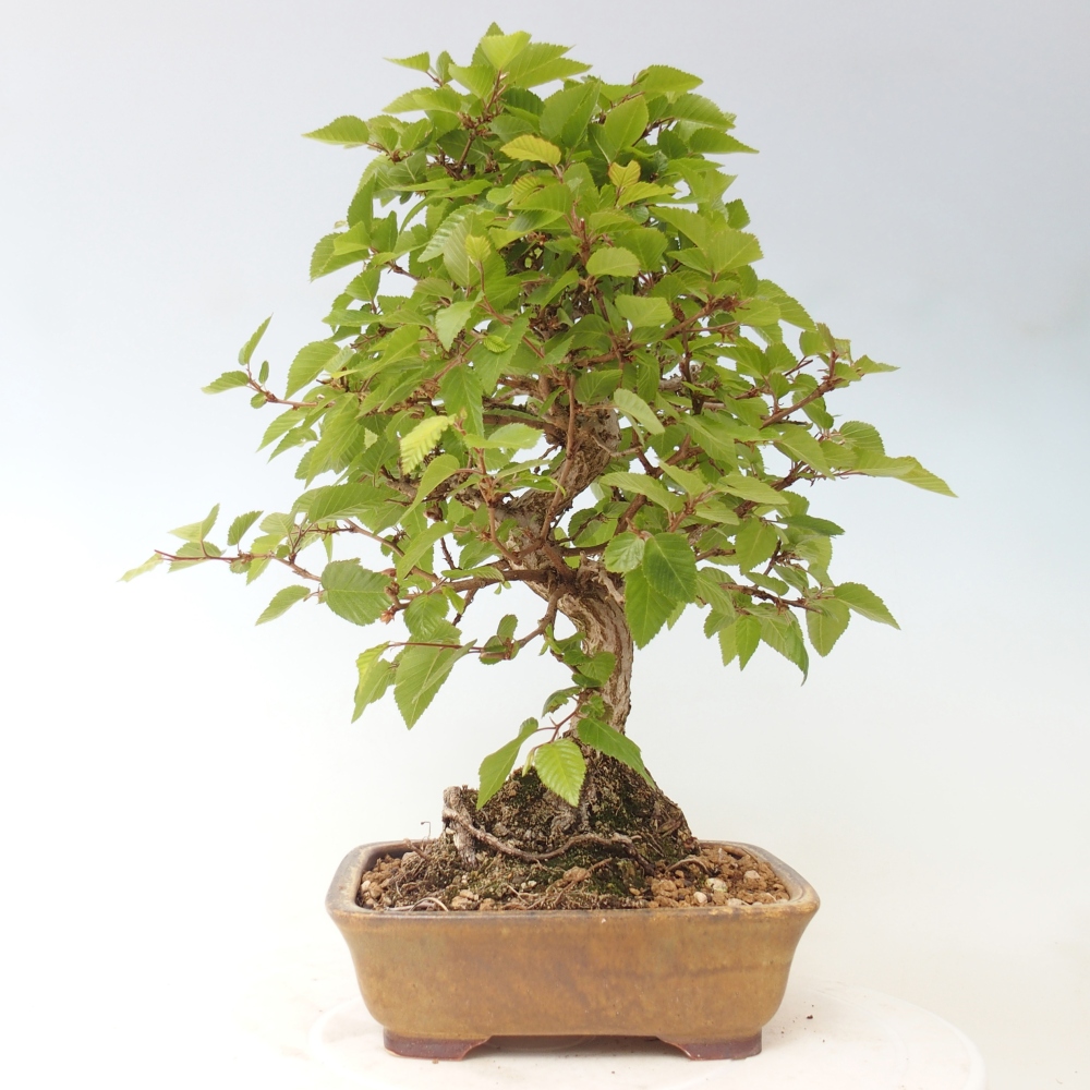 Venkovní bonsai -Carpinus CARPINOIDES - Habr korejský