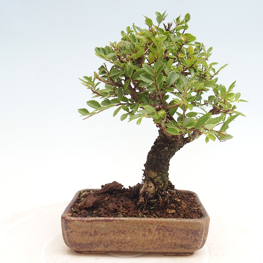 Venkovní bonsai - Zelkova - Zelkova NIRE
