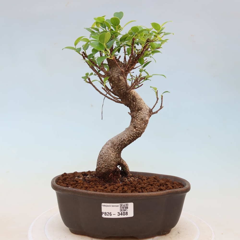 Pokojová bonsai - Ficus kimmen -  malolistý fíkus