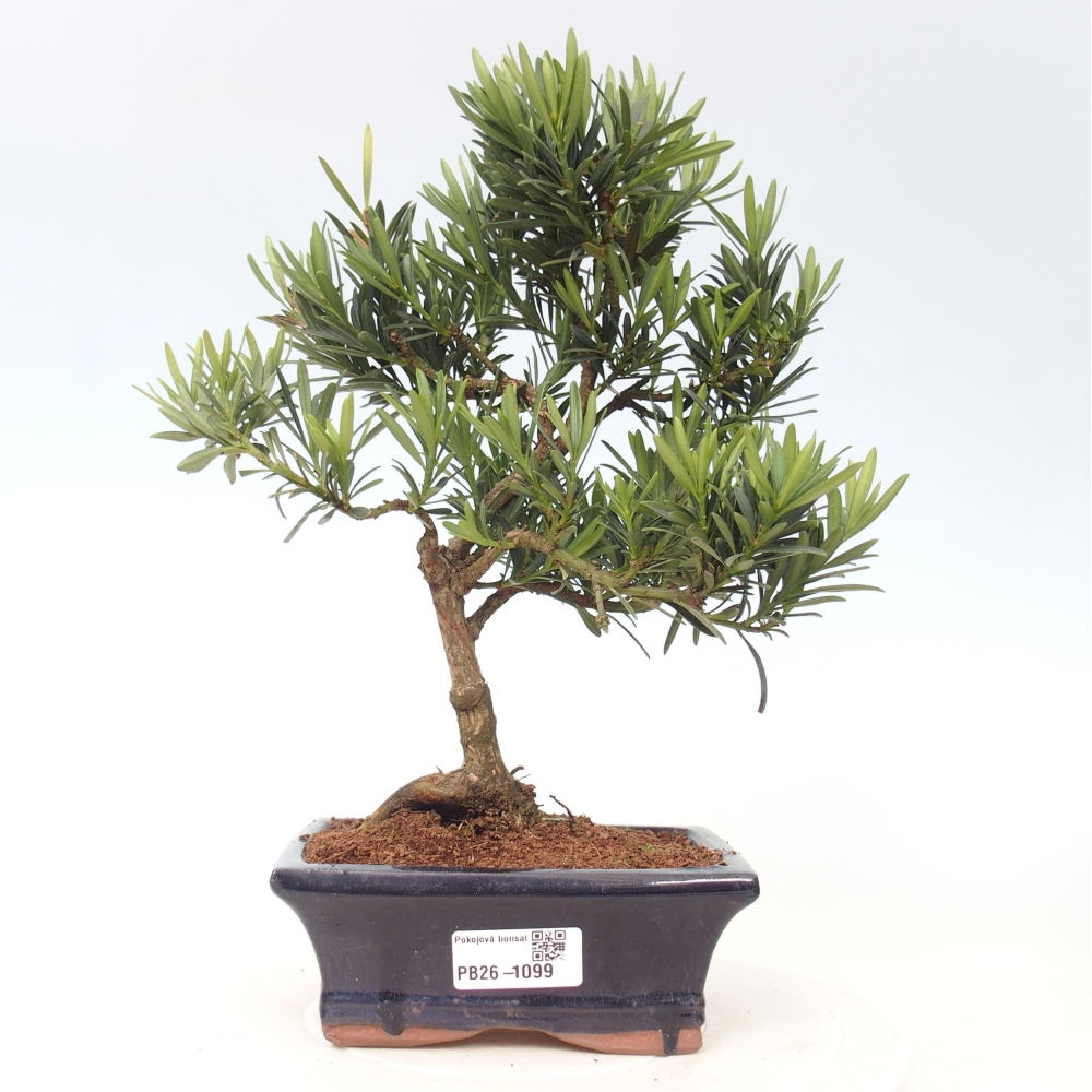 Pokojová bonsai - Podocarpus - Kamenný tis