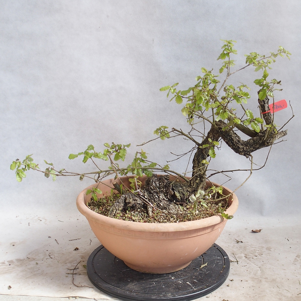 Venkovní bonsai Quercus Cerris - Dub Cer