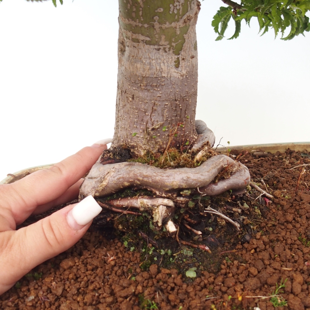 Venkovní bonsai -Javor dlanitolistý Acer palmatum Shishigashira