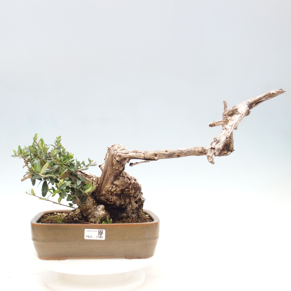Pokojová bonsai - Olea europaea sylvestris -Oliva evropská drobnolistá