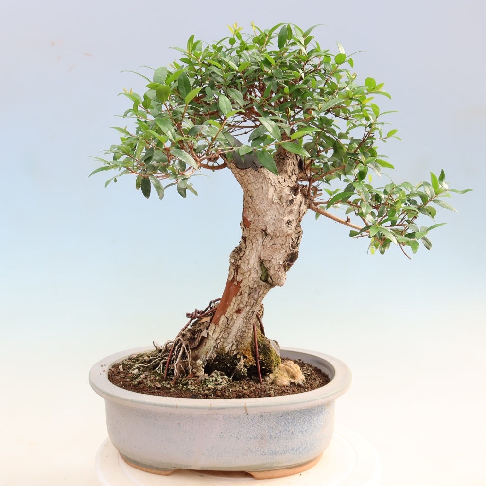 Pokojová bonsai - Myrtus communis - Myrta obecná