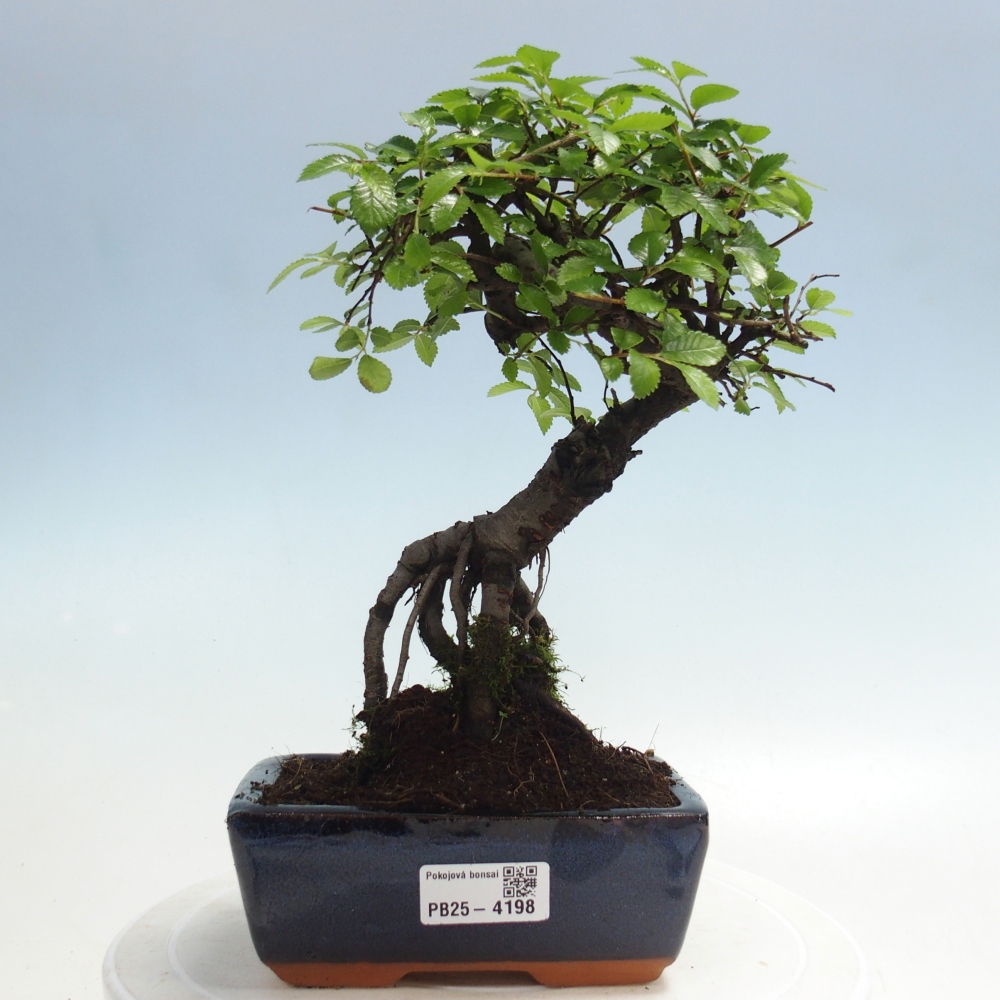 Pokojová bonsai - Ulmus parvifolia - Malolistý jilm