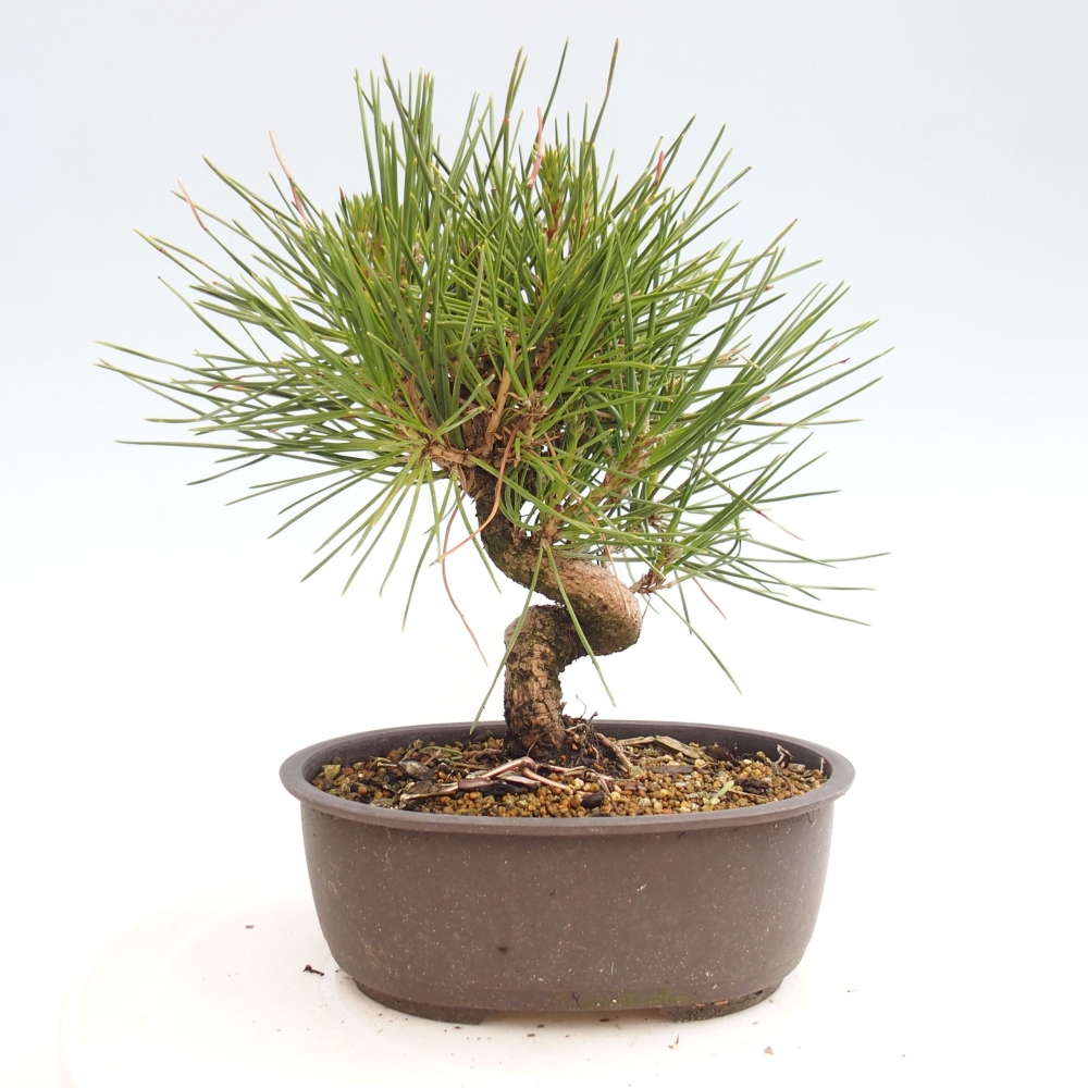 Venkovní bonsai - Pinus thunbergii - Borovice thunbergova