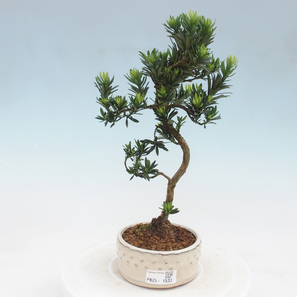 Pokojová bonsai - Podocarpus - Kamenný tis