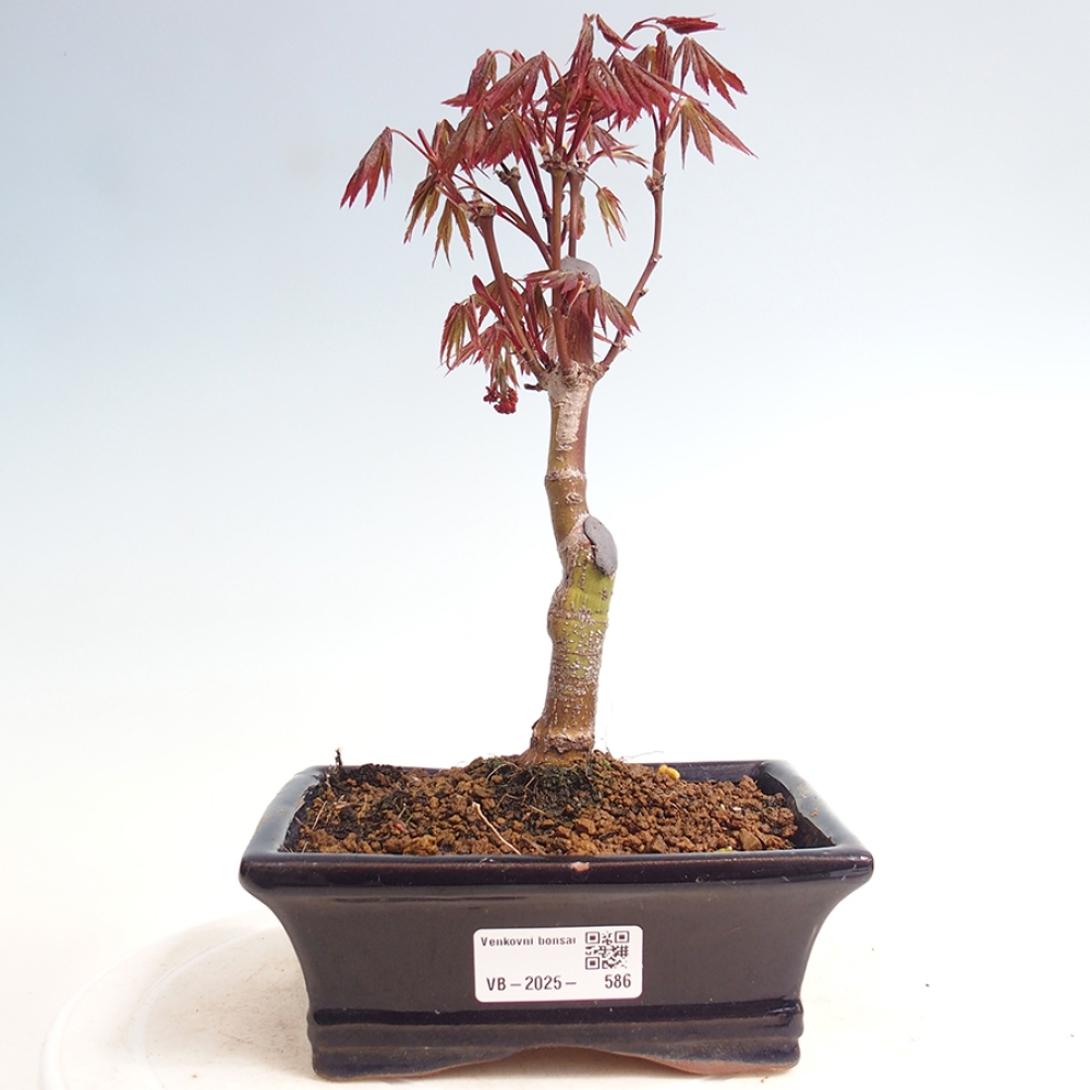 Venkovní bonsai - Acer palm. Atropurpureum-Javor dlanitolistý