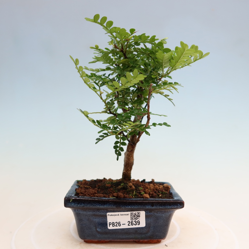 Pokojová bonsai - Zantoxylum piperitum - pepřovník