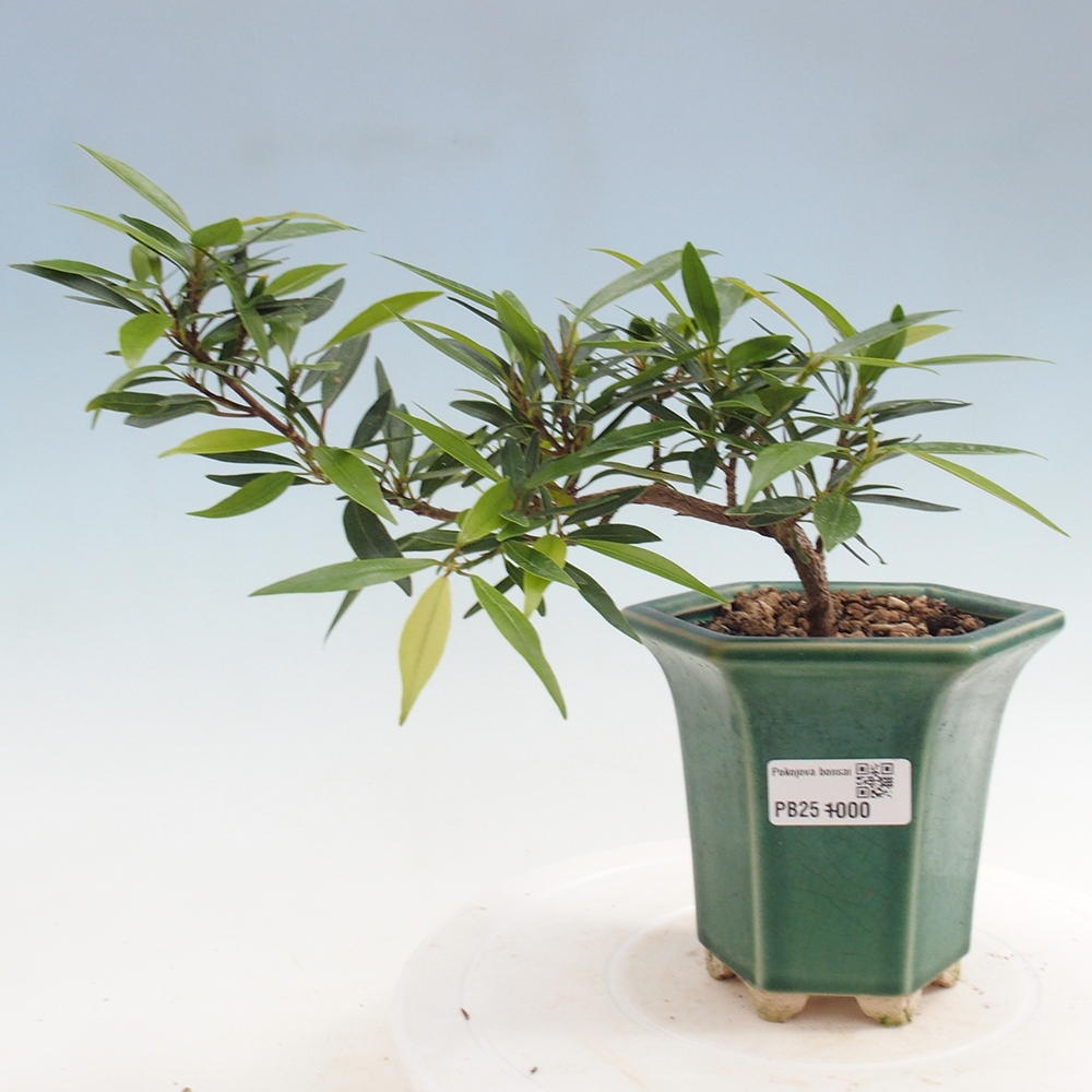 Pokojová bonsai - Ficus nerifolia -  malolistý fíkus