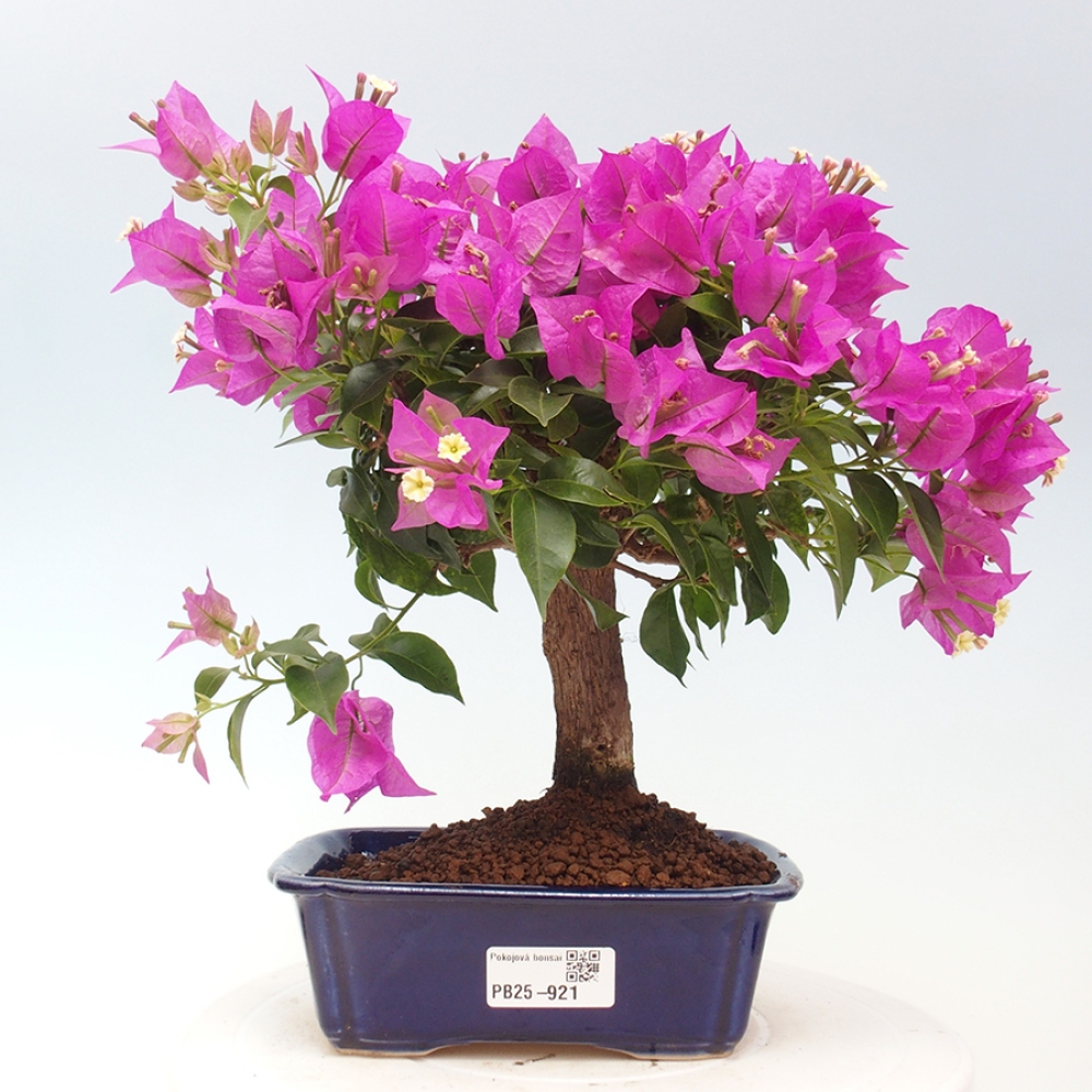 Pokojová bonsai - Bouganwilea