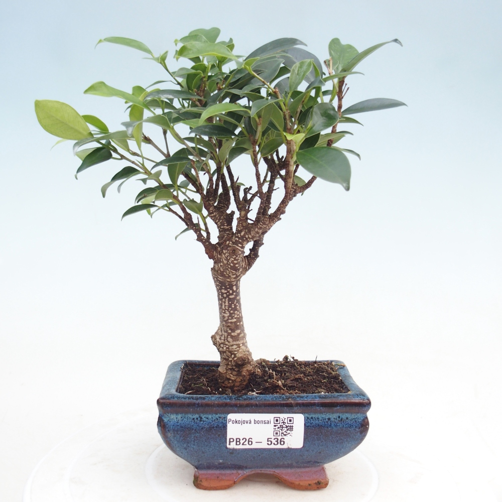 Pokojová bonsai Ficus retusa kimmen
