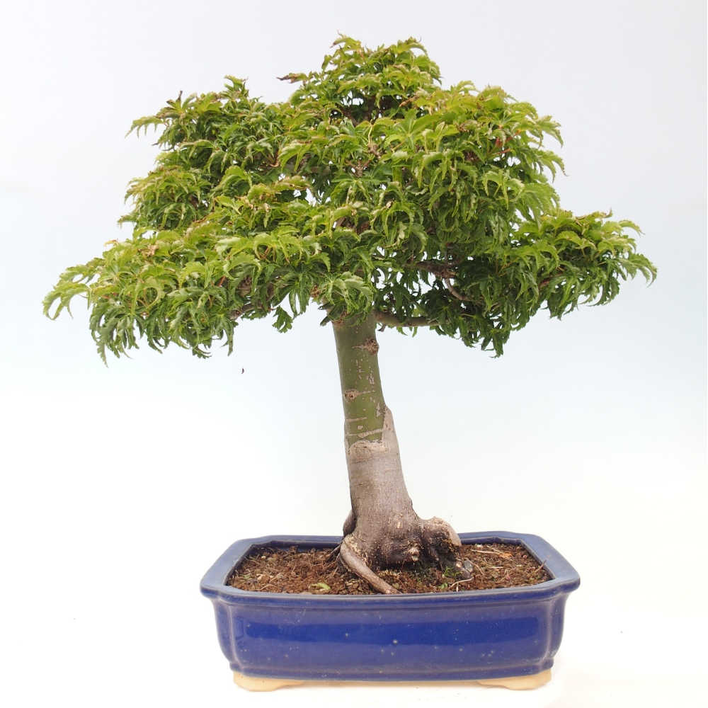 Venkovní bonsai -Javor dlanitolistý Acer palmatum Shishigashira