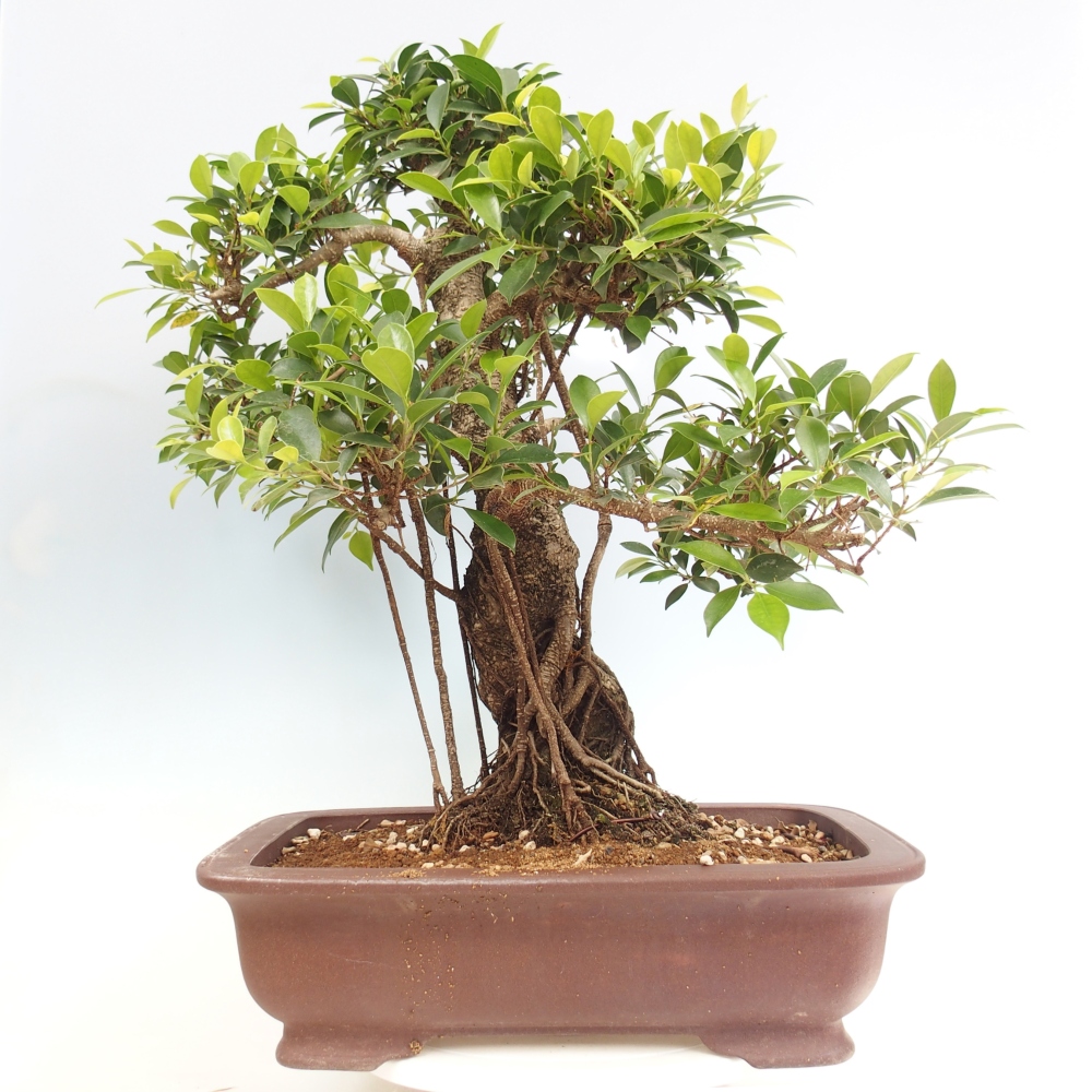 Pokojová bonsai - Ficus kimmen -  malolistý fíkus - POUZE OSOBNÍ ODBĚR nebo paletová přeprava