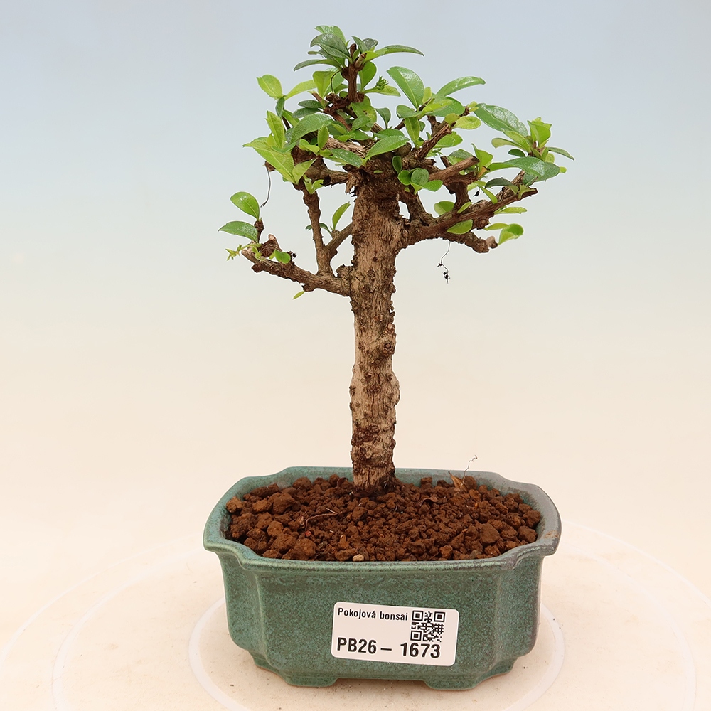 Pokojová bonsai - Carmona macrophylla - Čaj fuki