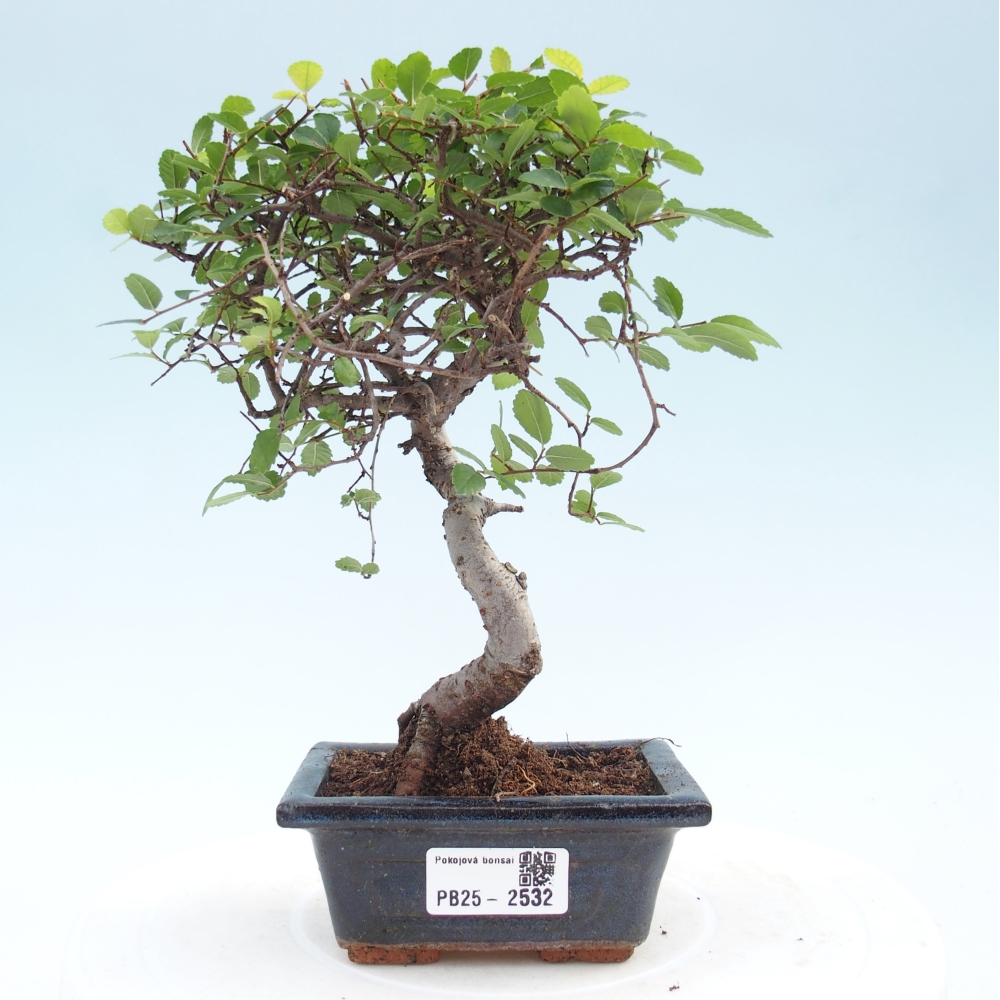 Pokojová bonsai - Ulmus parvifolia - Malolistý jilm