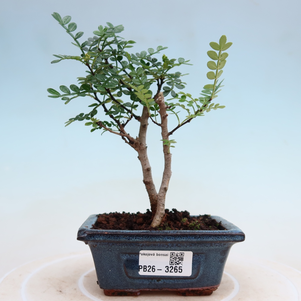 Pokojová bonsai - Zantoxylum piperitum - pepřovník