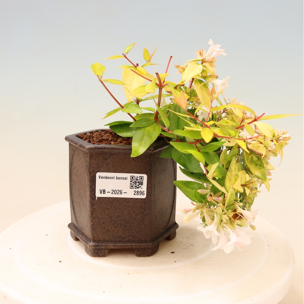 Venkovní bonsai - Abelia gr. Kleidoscope - Abélie velkokvětá
