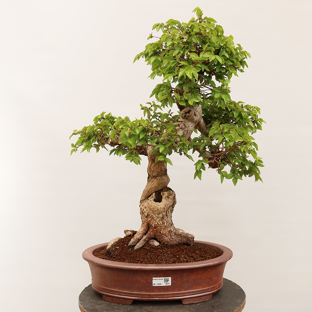 Venkovní bonsai -Carpinus Coreana - Habr korejský