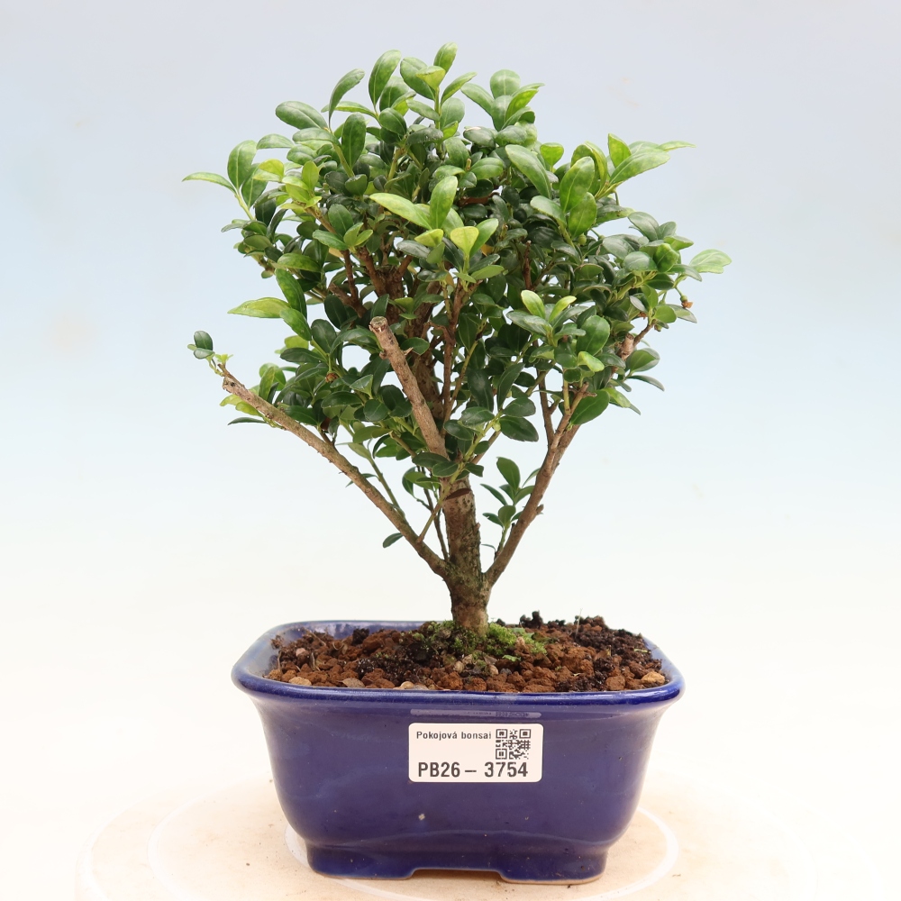 Pokojová bonsai - Ilex crenata - Cesmína
