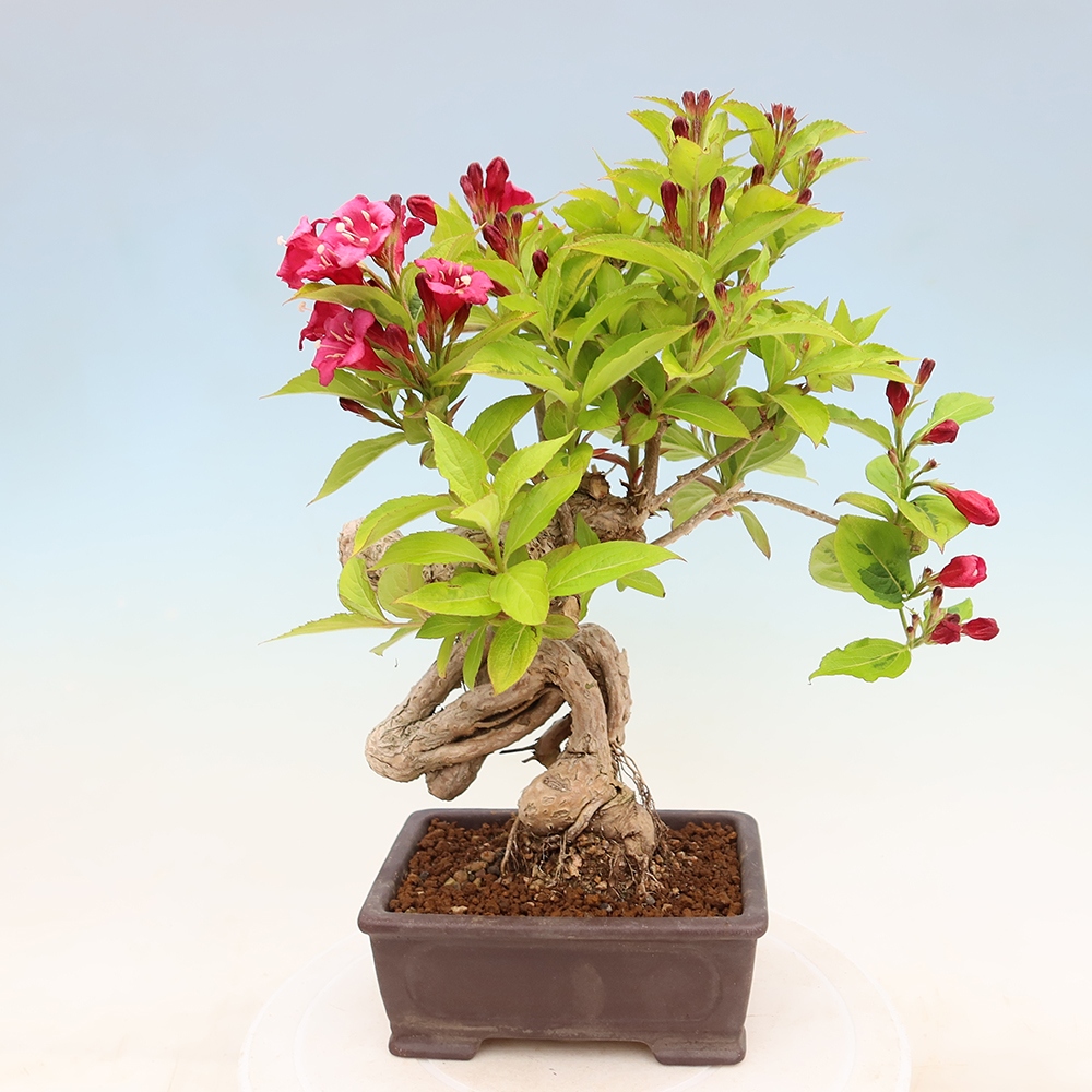Venkovní bonsai - Weigela subsessilis - Vajgélie korejská