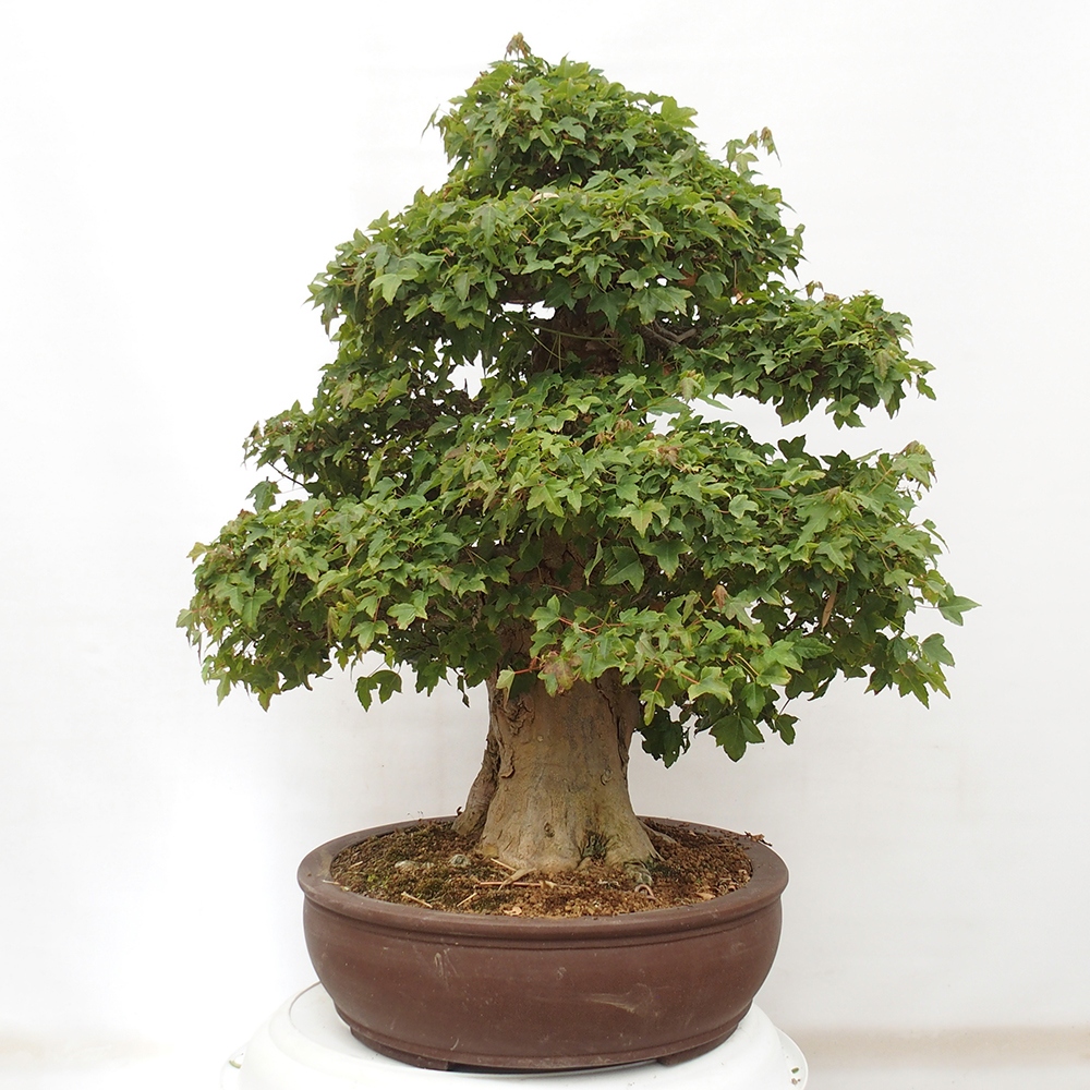 Venkovní bonsai - Acer Buergerianum - Javor Burgerův