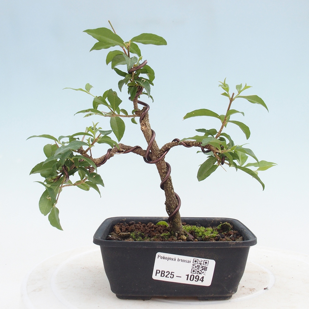Pokojová bonsai - Malpighia coccigera- Barbdorská třešeň