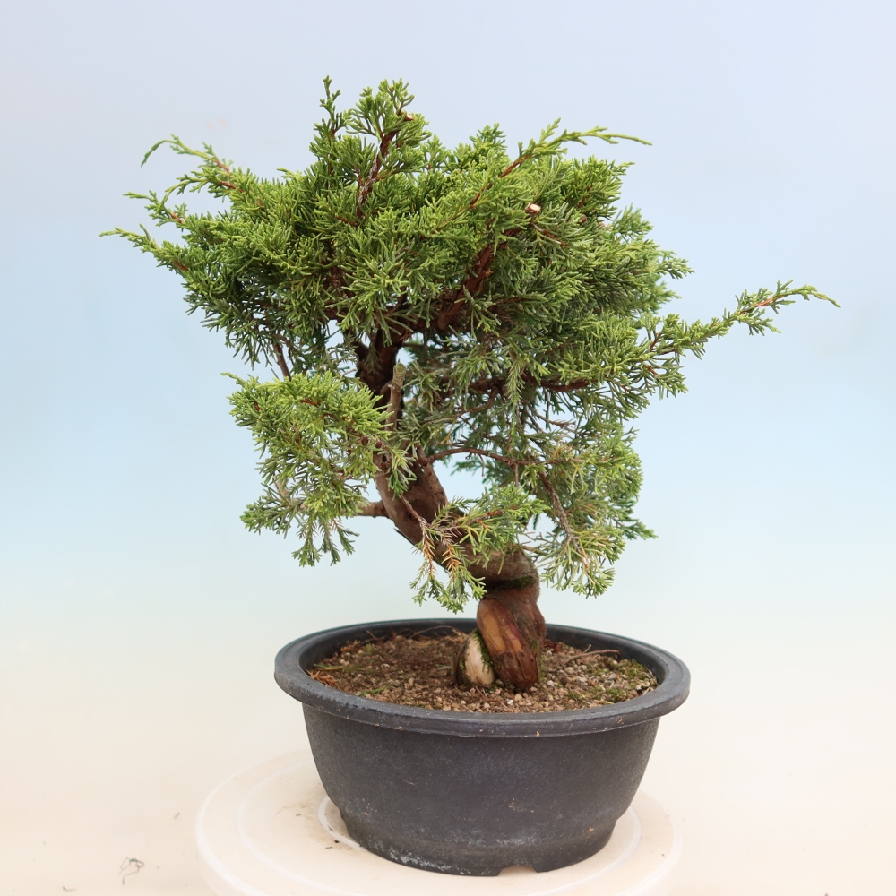 Venkovní bonsai - Juniperus chinensis Itoigawa-Jalovec čínský