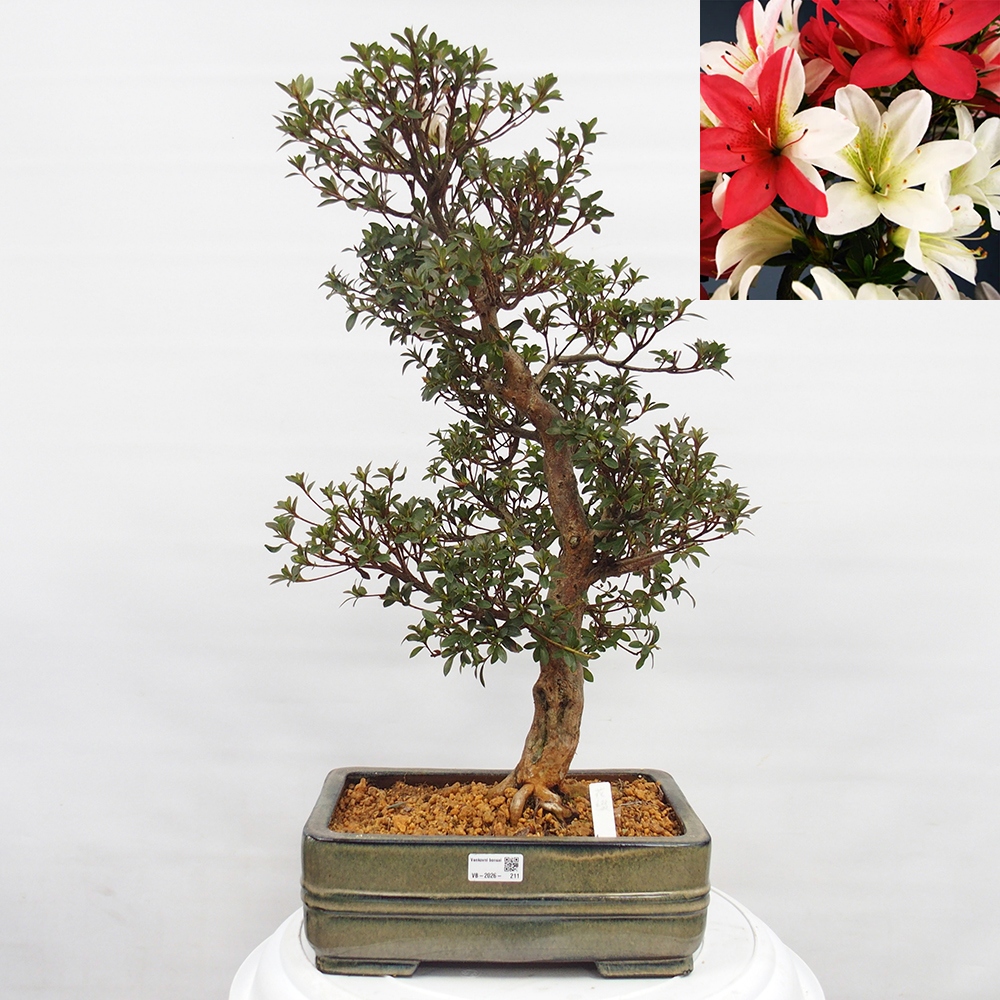 Venkovní bonsai - Japonská azalka - Azalea Hanatsuzuri