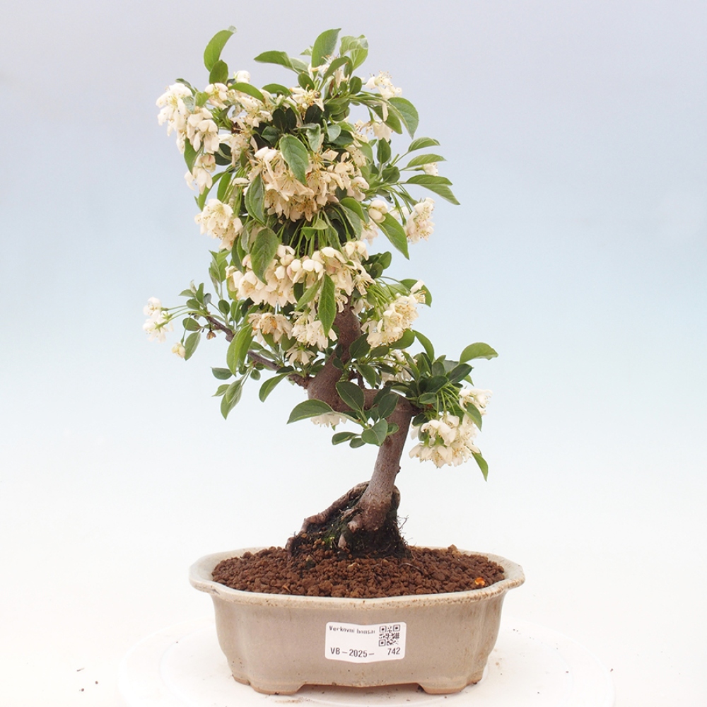 Venkovní bonsai - Malus sargentii -  Maloplodá jabloň