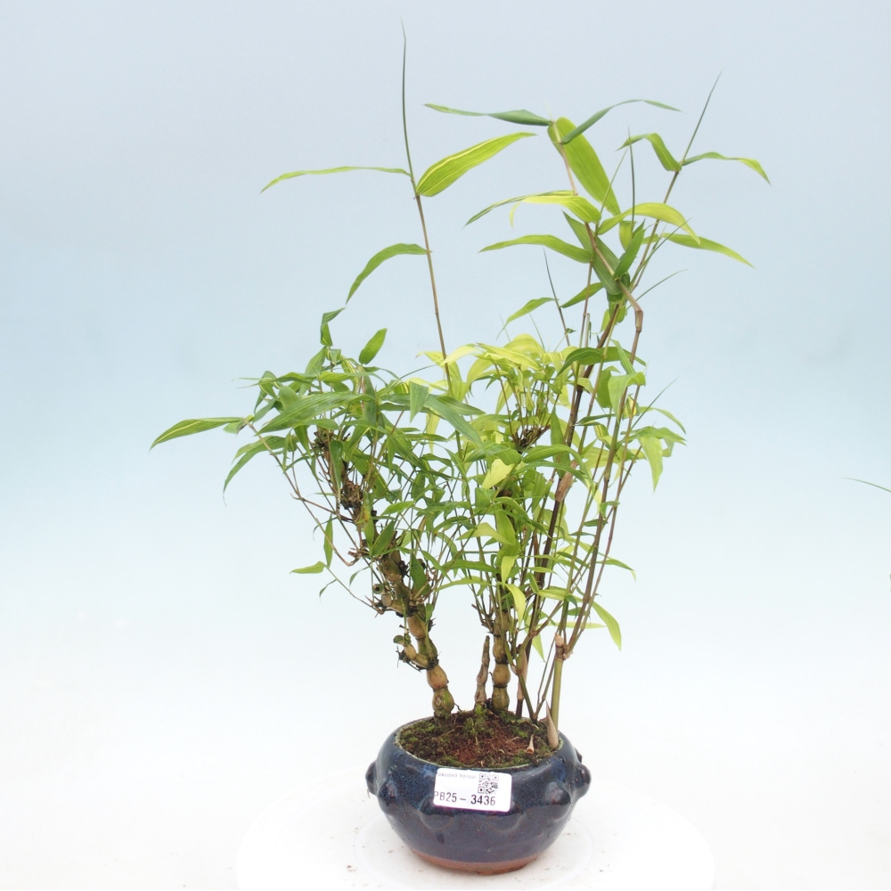 Pokojová bonsai - Bambus budha-Bambus budhovo břicho