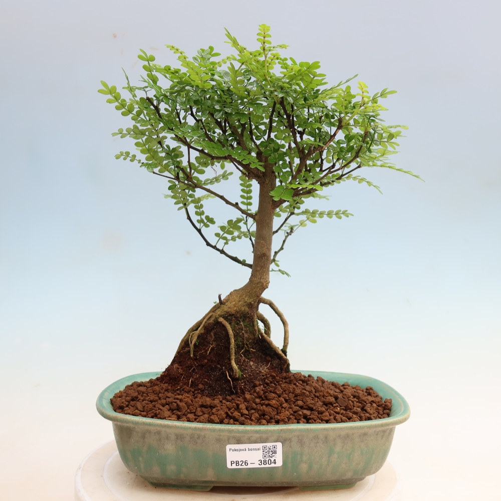 Pokojová bonsai - Zantoxylum piperitum - Pepřovník