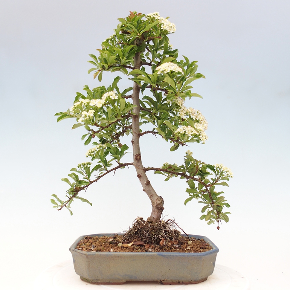 Venkovní bonsai-Pyracanta Teton -Hlohyně