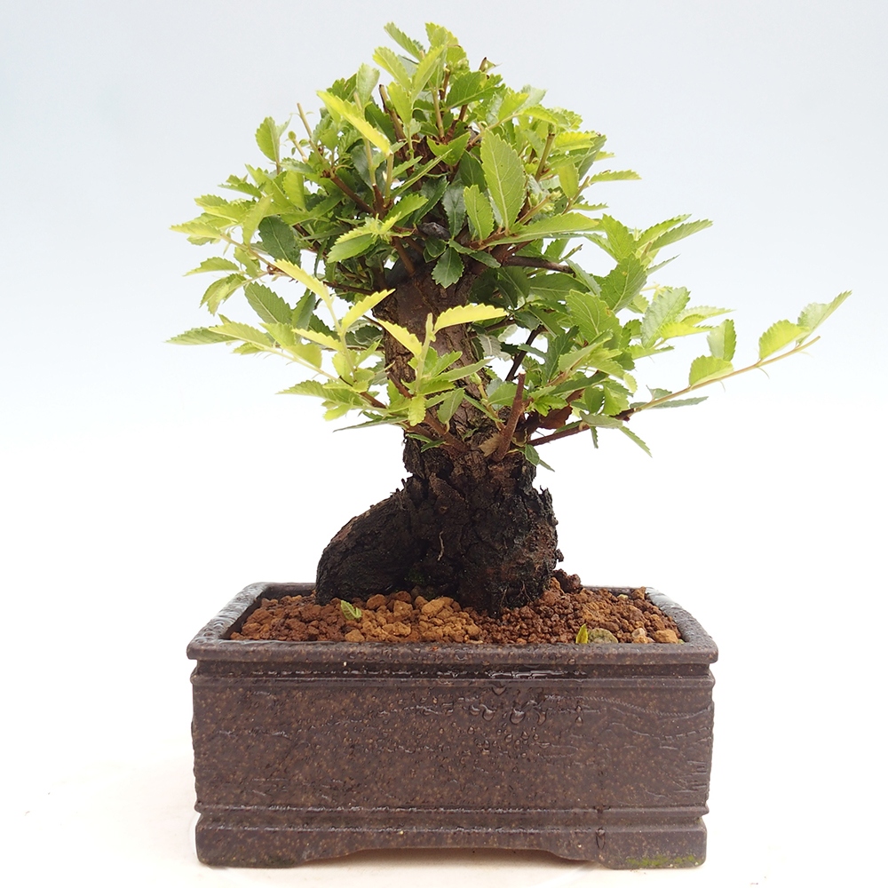 Venkovní bonsai - Zelkova - Zelkova NIRE