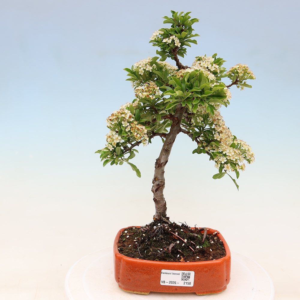 Venkovní bonsai - Pyracantha teton - Hlohyně šarlatová