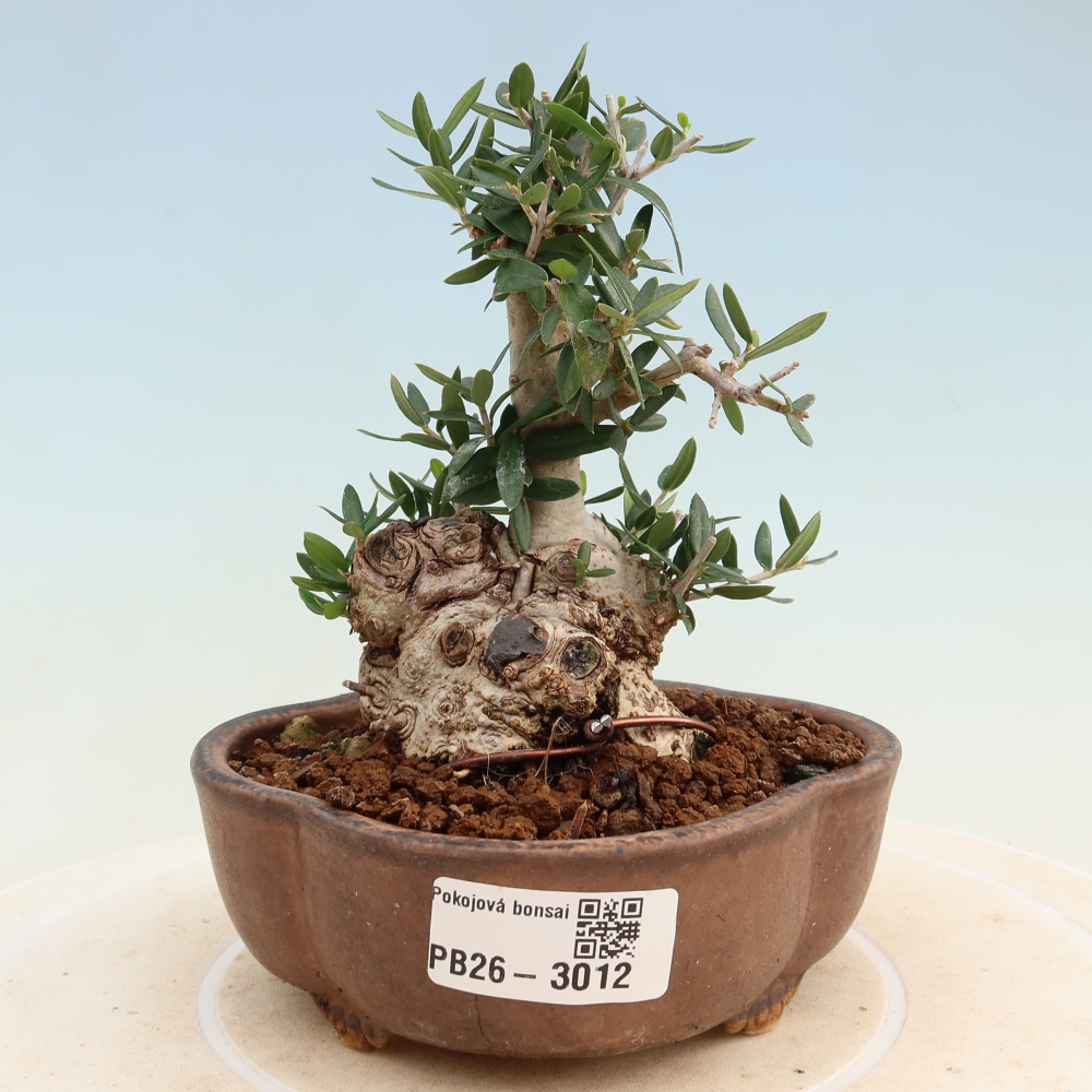 Pokojová bonsai - Olea europaea sylvestris -Oliva evropská drobnolistá