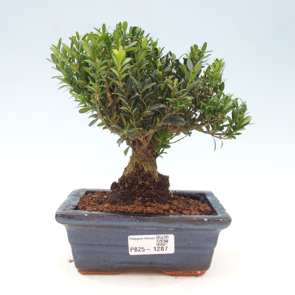 Pokojová bonsai - Buxus harlandii - korkový buxus
