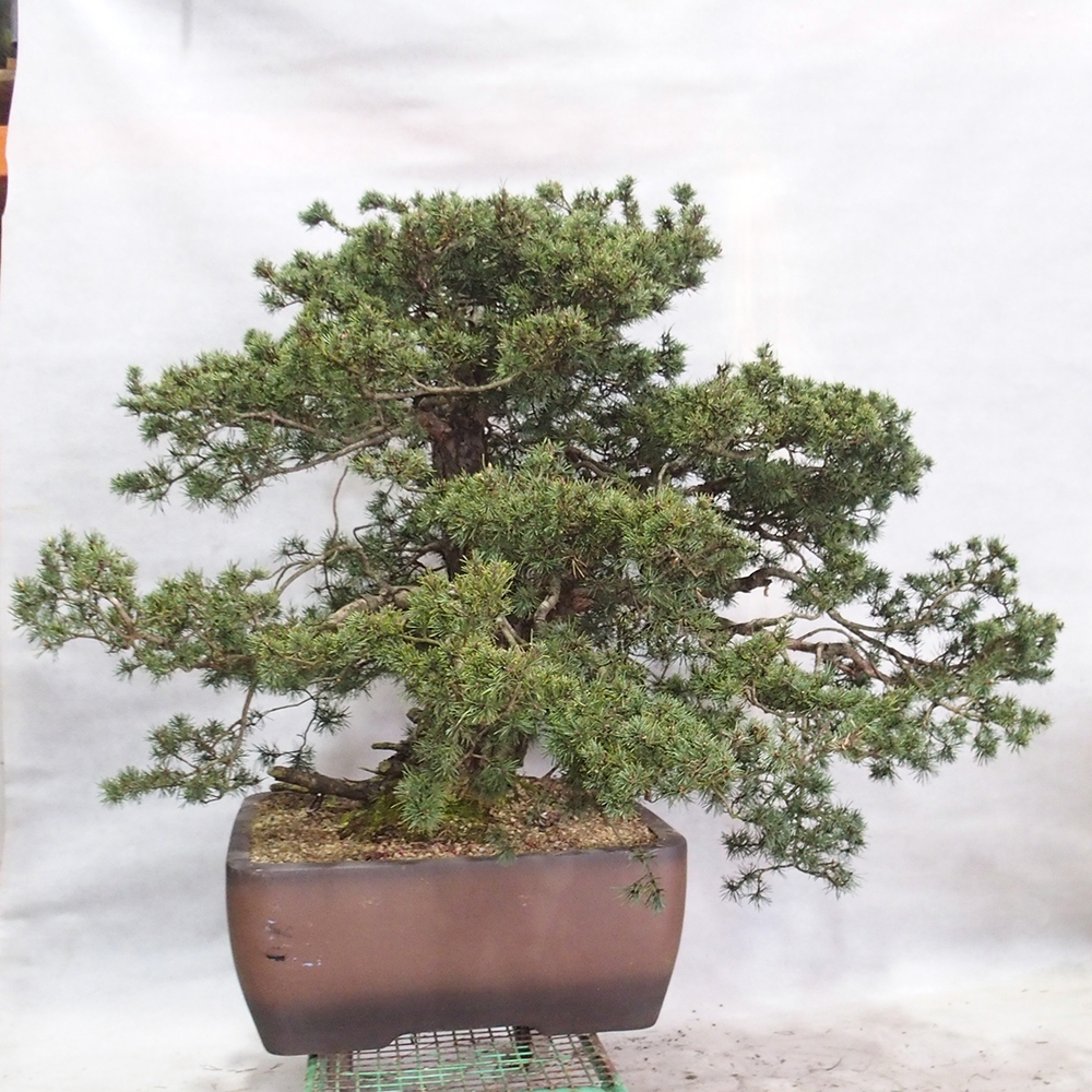 Yamadori - Pinus sylvestris 